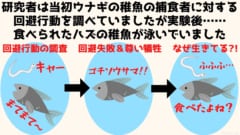 「食べられても諦めないウナギ」が捕食者の胃から脱出する様子をX線で撮影の画像 3/9