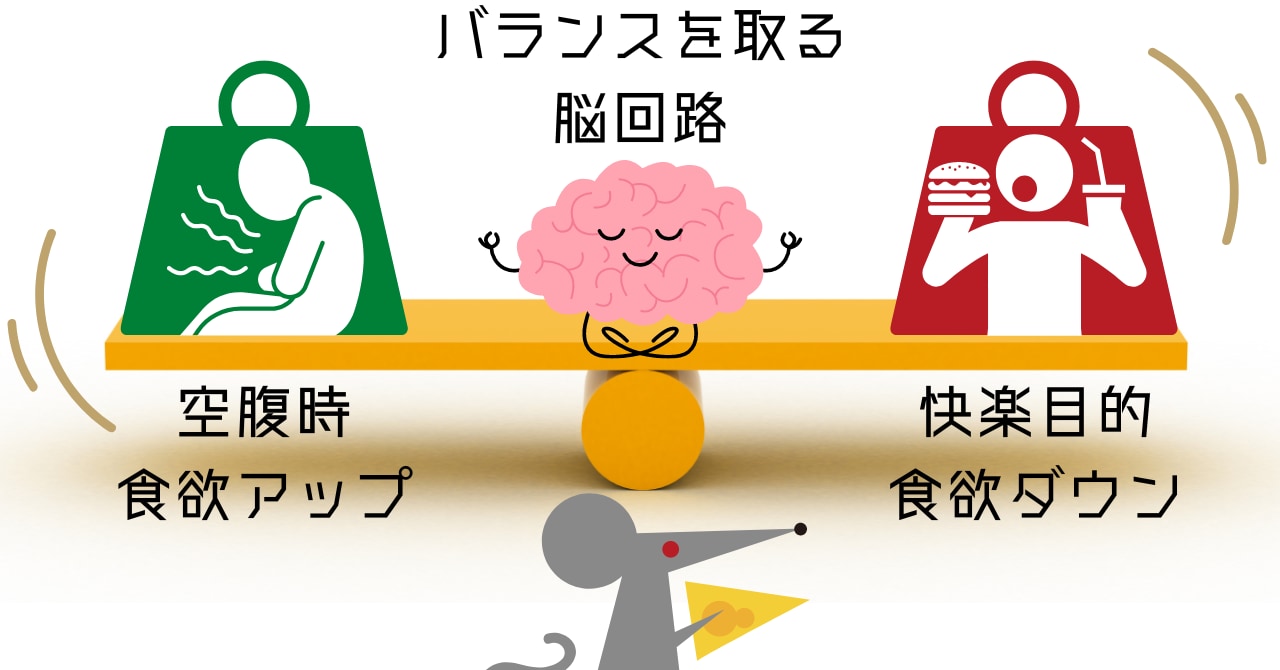 「生きるための食欲」と「快楽目的の食欲」のバランスを取る脳回路を発見の画像 1/5