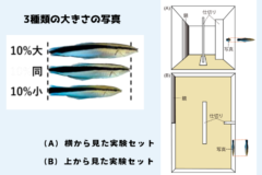 「魚の前に鏡を置いた結果…」自分よりデカい奴に喧嘩を売らなくなるの画像 6/7