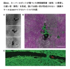 ヒト細胞から作られるバイオロボ「アンスロボット」とは？の画像 6/6