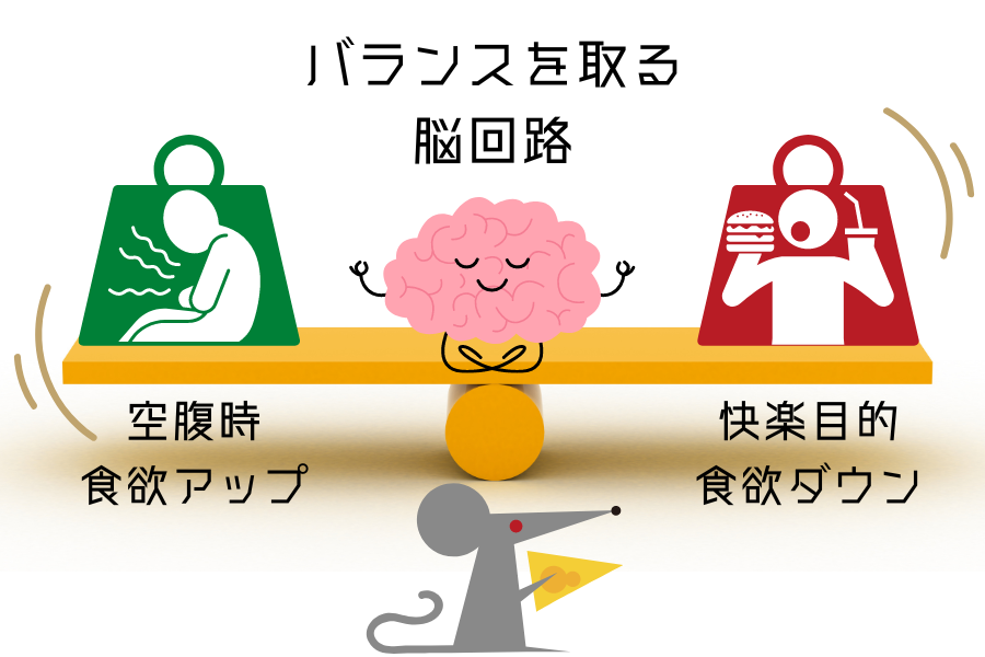 「生きるための食欲」と「快楽目的の食欲」のバランスを取る脳回路を発見