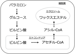 ミドリムシに重イオンビームを浴びせジェット燃料を作る方法を開発の画像 3/4