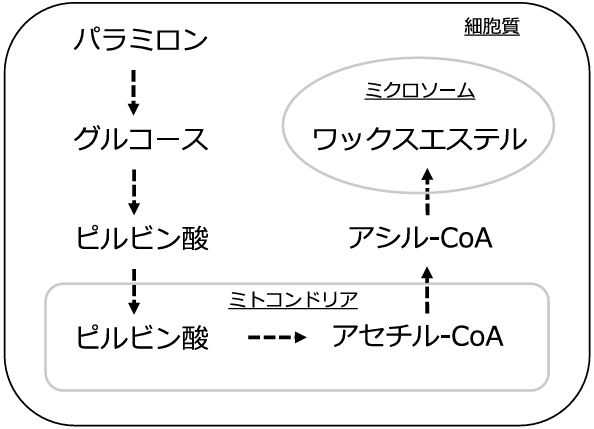 ミドリムシに重イオンビームを浴びせジェット燃料を作る方法を開発の画像 3/4