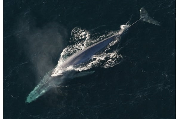 【長さ25cm超】クジラの巨大耳クソは年輪みたいに年齢もわかる