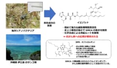 海洋微生物の調査により「抗がん剤」や「抗生物質」の有力候補を多数発見の画像 4/4