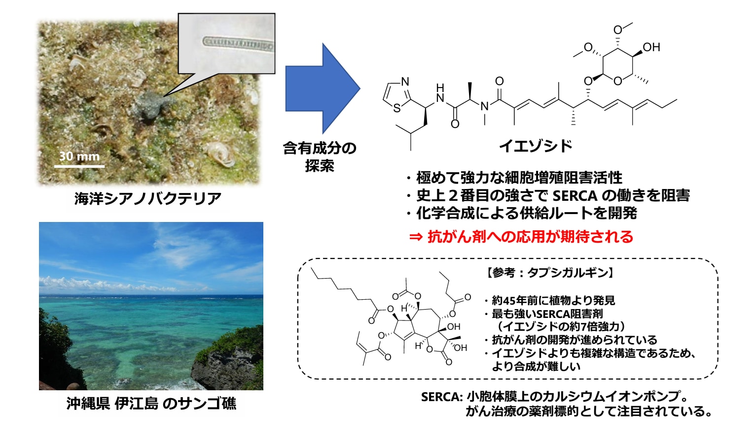 海洋微生物の調査により「抗がん剤」や「抗生物質」の有力候補を多数発見の画像 4/4