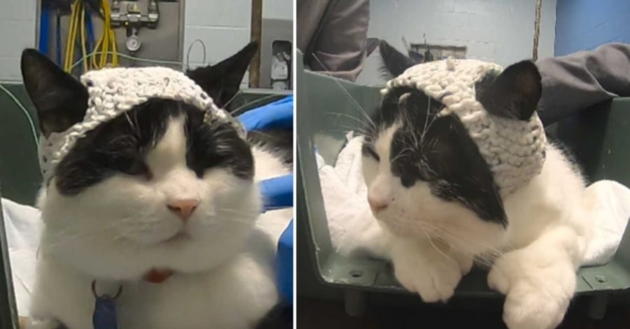 可愛すぎる「猫用」脳波測定装置が誕生！「痛い」と言えない猫の気持ち