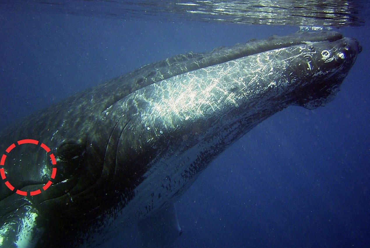 クジラの耳は目の後ろに位置している