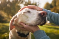 【人と犬はマブダチ】見つめ合うと「脳波がシンクロ」すると判明！の画像 2/5