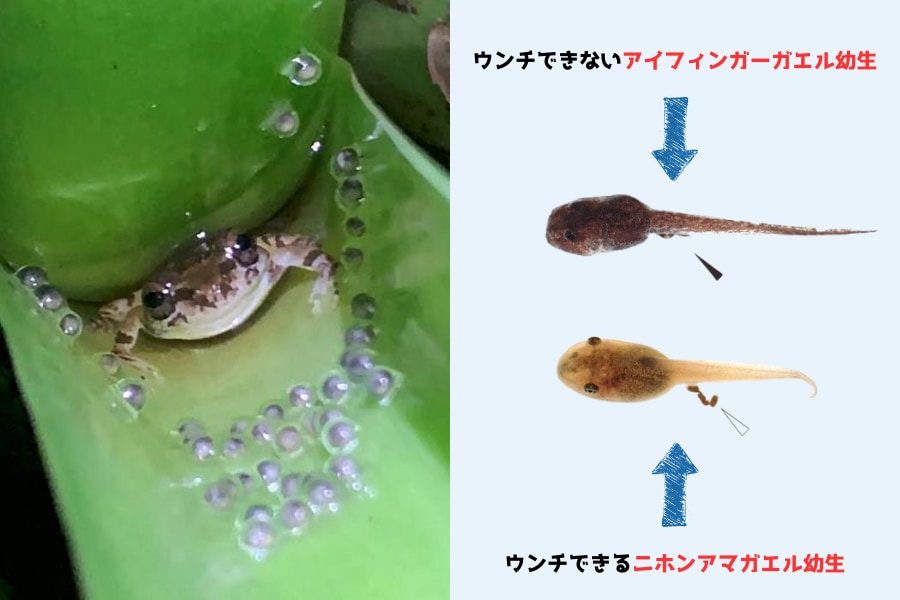 大人になるまでウンチは我慢する」すごい衛生戦略を持つオタマジャクシを発見 - ナゾロジー