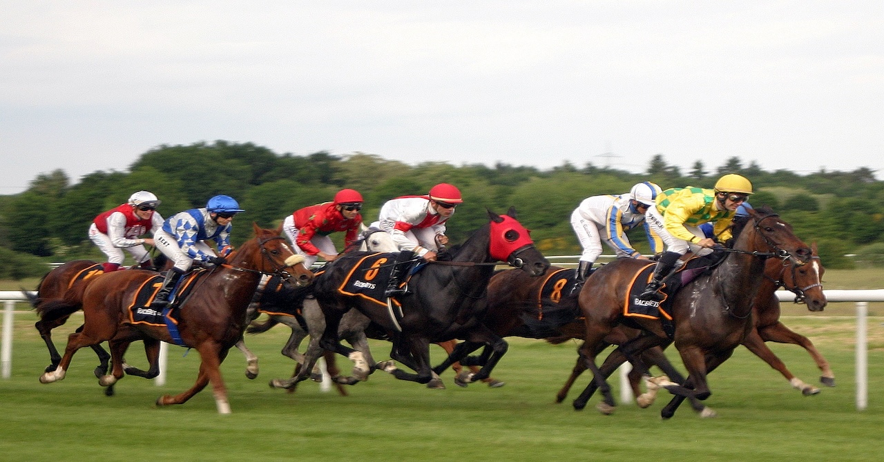 競走馬の再就職はつらいよ