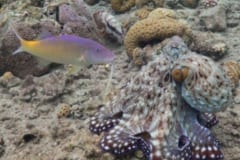 【やる気のない奴は殴る】魚の群れを指揮するタコの驚きの狩り戦略の画像 4/7