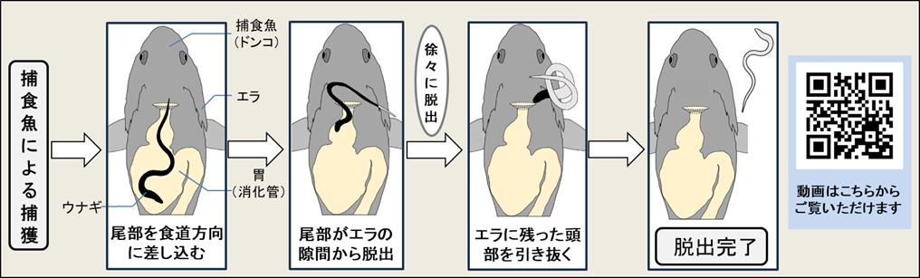 「食べられても諦めないウナギ」が捕食者の胃から脱出する様子をX線で撮影の画像 9/9