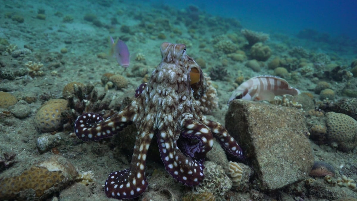 【やる気のない奴は殴る】魚の群れを指揮するタコの驚きの狩り戦略の画像 2/7