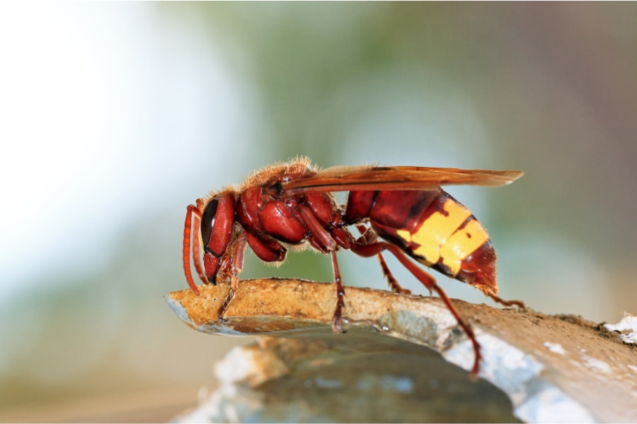 ★希少※入手難‼️オータニ昆虫館※リアルスズメバチ★ リアルスズメバチ（オータニ昆虫館）【個性爆発バス釣りトップ