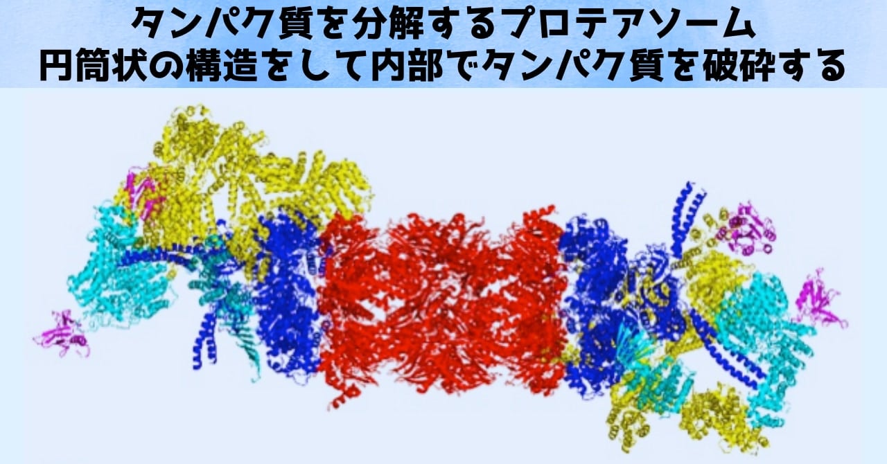 【ノーベル医学賞2024】マイクロRNAを小学生にもわかるように解説の画像 3/6