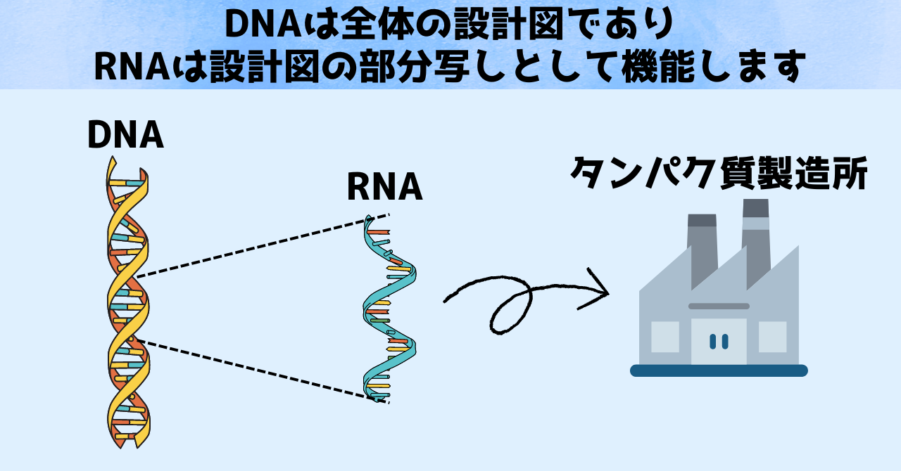 【ノーベル医学賞2024】マイクロRNAを小学生にもわかるように解説の画像 2/6