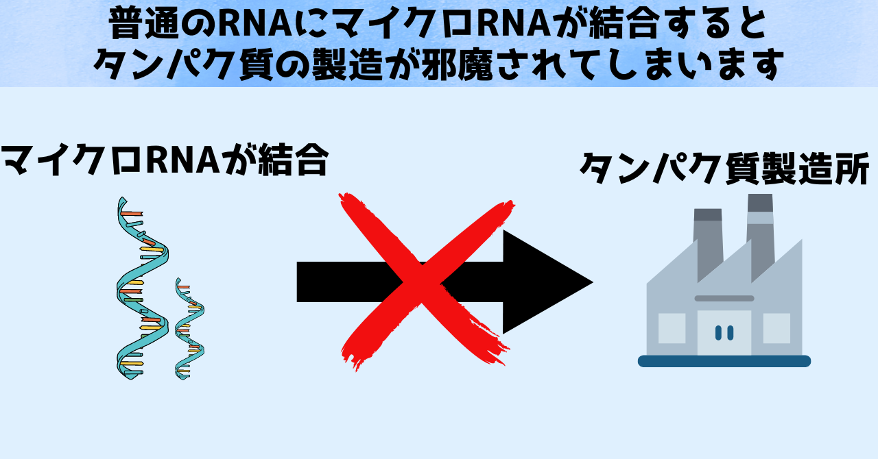 【ノーベル医学賞2024】マイクロRNAを小学生にもわかるように解説の画像 4/6