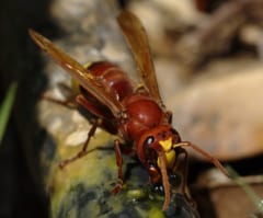 【アルコール度数80%でほろ酔い】スズメバチは生物界一の「酒豪」だった！の画像 3/6