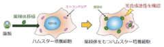 葉緑体をハムスターの細胞に移植成功！2日間光合成活性を維持の画像 5/7