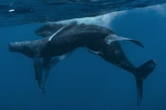 浜辺に巨大ウミヘビの死骸と思ったら「クジラのペニス（1.5ｍ）」だった！ちぎれた理由は？の画像 3/4