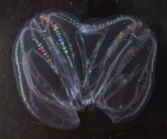 UFOみたいな深海生物、傷つけて放置すると「合体して1匹の生物」になってしまう！の画像 4/6