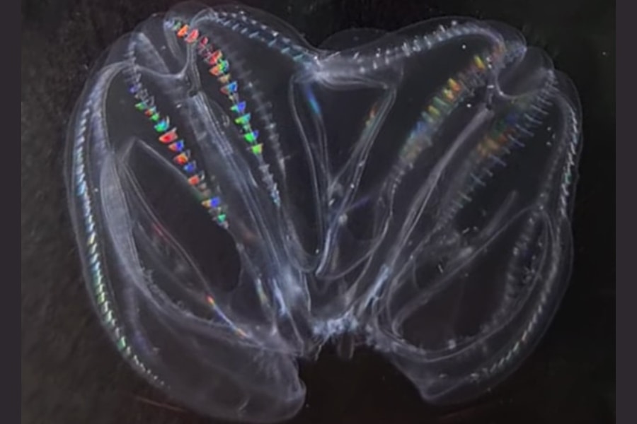 UFOみたいな深海生物、傷つけて放置すると「合体して1匹の生物」になっ