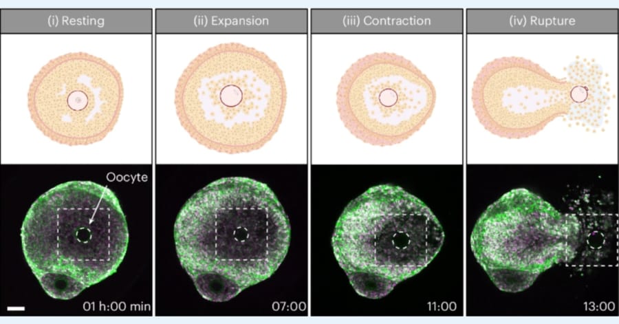 史上初、「排卵」が起きる瞬間をリアルタイムで撮影成功！ - ナゾロジー