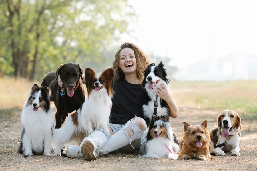 犬のiPS細胞は犬と人間の健康に寄与する