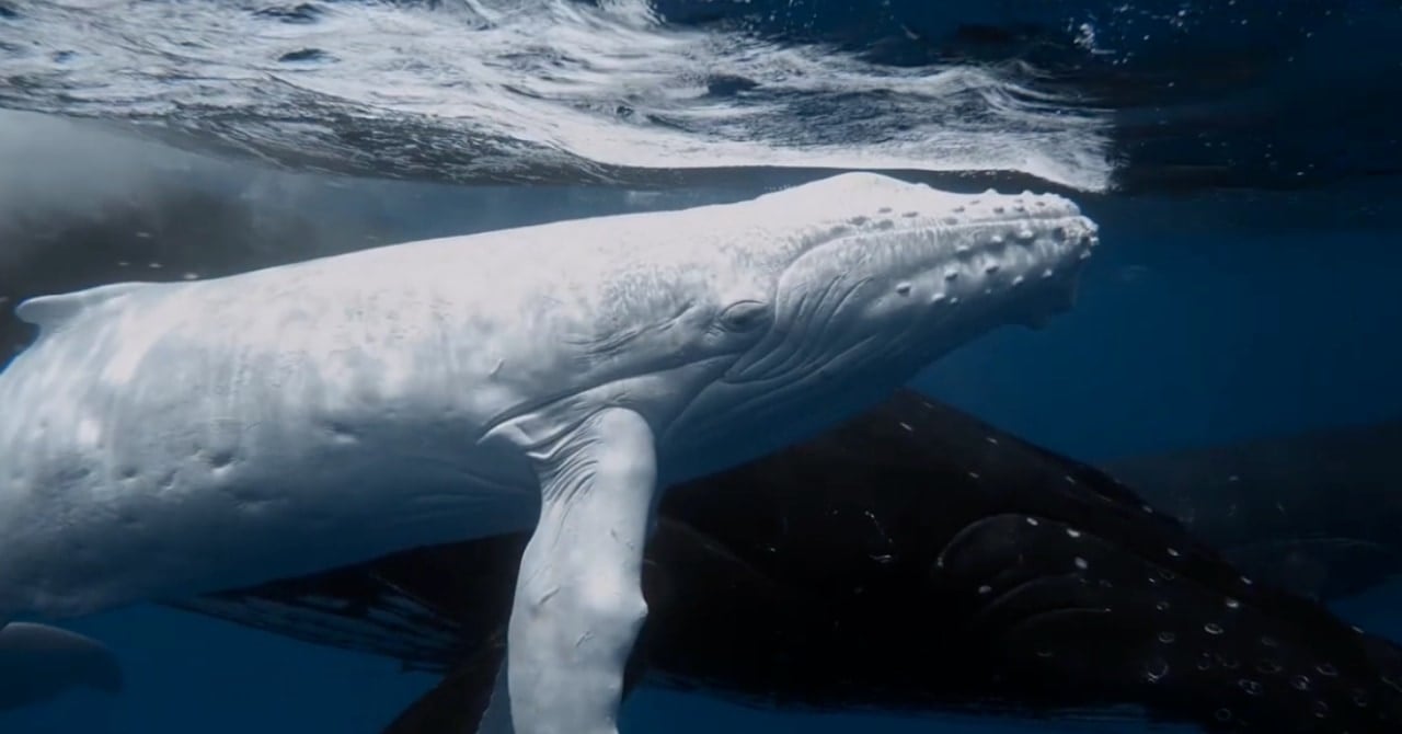 【リアル白鯨】極めてレアな「純白のクジラ」が見つかる！の画像 1/4