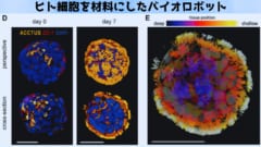 ヒト細胞から作られるバイオロボ「アンスロボット」とは？の画像 1/6