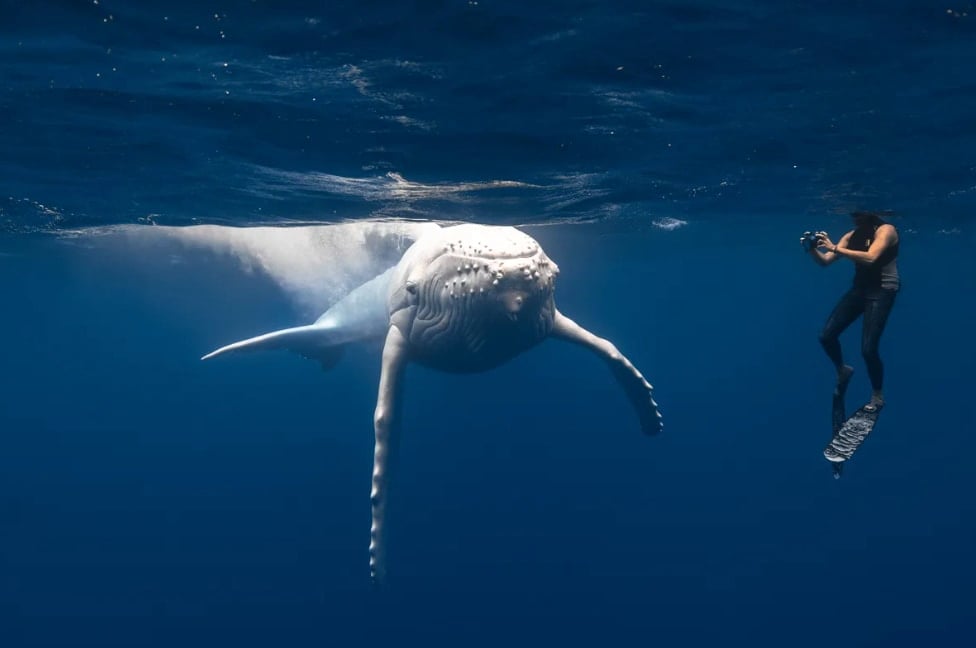 【リアル白鯨】極めてレアな「純白のクジラ」が見つかる！の画像 2/4