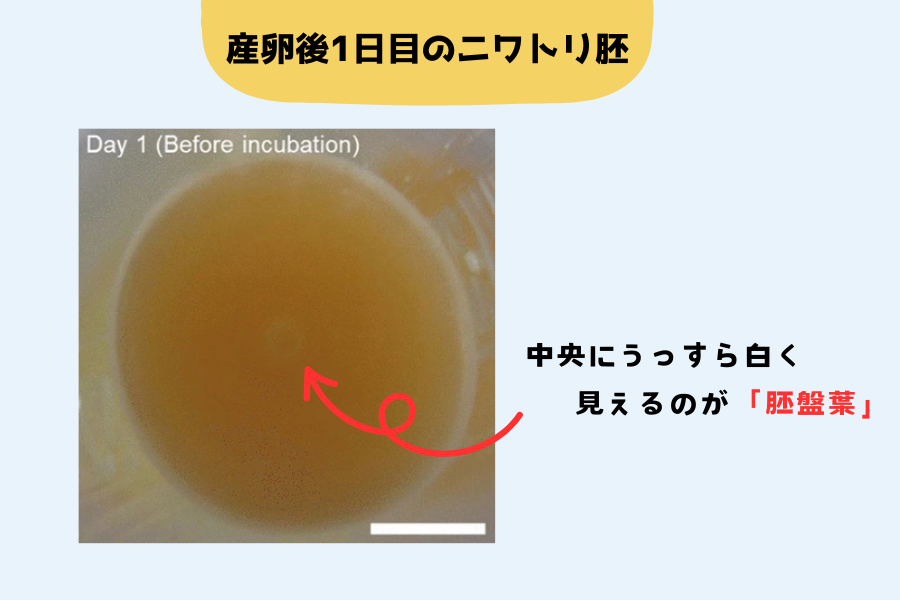 「黄身がどうやってヒヨコになるの？」一連の過程を見える化する方法を開発！の画像 4/5