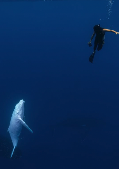 【リアル白鯨】極めてレアな「純白のクジラ」が見つかる！の画像 4/4