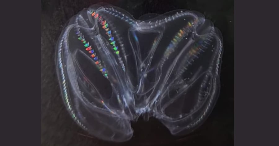 UFOみたいな深海生物、傷つけて放置すると「合体して1匹の生物」になっ