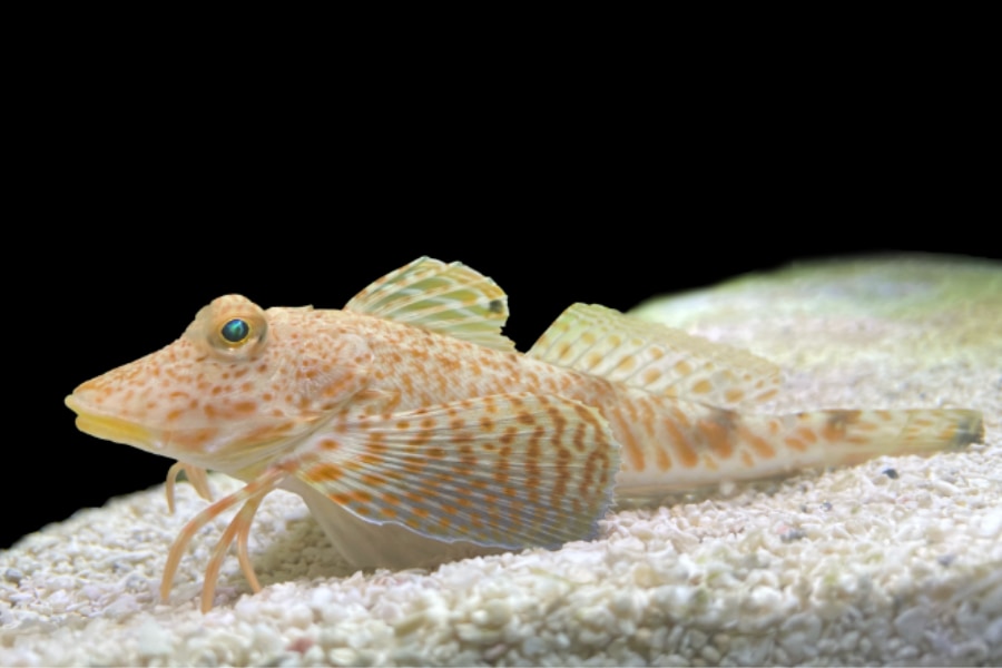 【まるで触手】歩く魚ホウボウの脚先には「味覚センサー」があった！