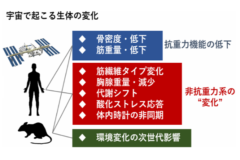 【筑波大学】宇宙医療のさきがけとなる健康管理技術を開発の画像 4/4