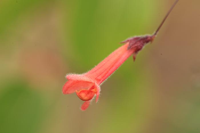 【爆発する花】花粉ブラストでライバルの花粉を吹き飛ばすチート植物がいた！の画像 2/5