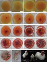 「黄身がどうやってヒヨコになるの？」一連の過程を見える化する方法を開発！の画像 5/5