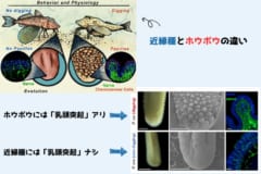 【まるで触手】歩く魚ホウボウの脚先には「味覚センサー」があった！の画像 4/5