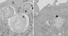 葉緑体をハムスターの細胞に移植成功！2日間光合成活性を維持の画像 7/7