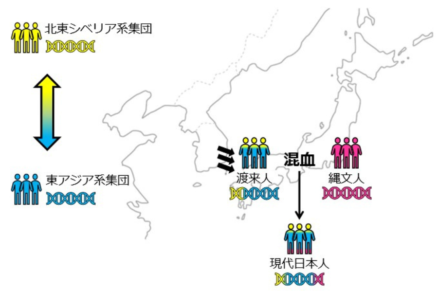 日本人の遺伝子の8割を占める「渡来人」の遺伝的ルーツを解明！