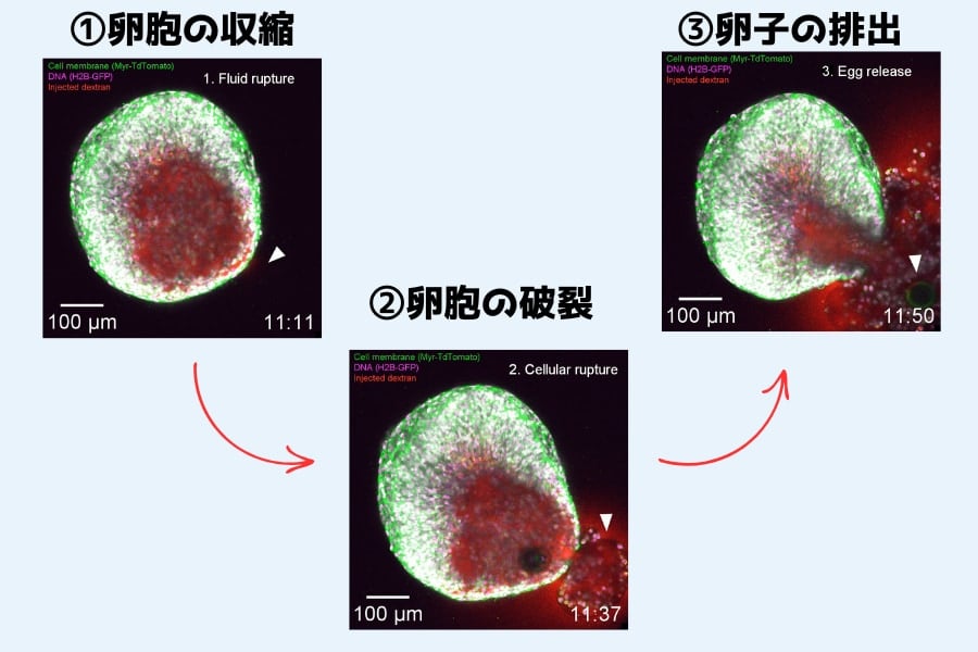 史上初、「排卵」が起きる瞬間をリアルタイムで撮影成功！の画像 6/6