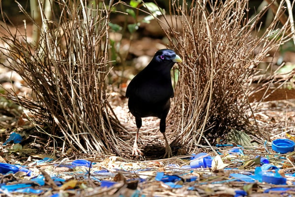 巣作りで求愛する鳥、実は音響効果まで気にしていた