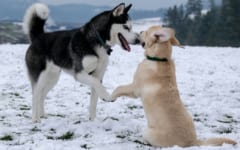 様々な動物が遊びの気持ちを伝えるサインとして人間の笑顔に似た表情を使う