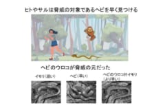 本能が恐怖を感じる仕組み「イモリをヘビ柄にすると生物は脅威を感じる」の画像 7/7