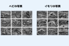 本能が恐怖を感じる仕組み「イモリをヘビ柄にすると生物は脅威を感じる」の画像 4/7