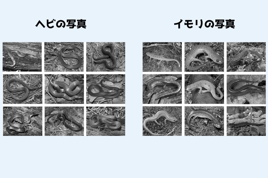 本能が恐怖を感じる仕組み「イモリをヘビ柄にすると生物は脅威を感じる」の画像 4/7