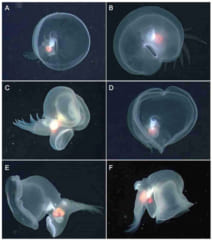 種属不明だった深海生物、史上初の海中を漂う「深海ウミウシ」だったと判明！の画像 4/6