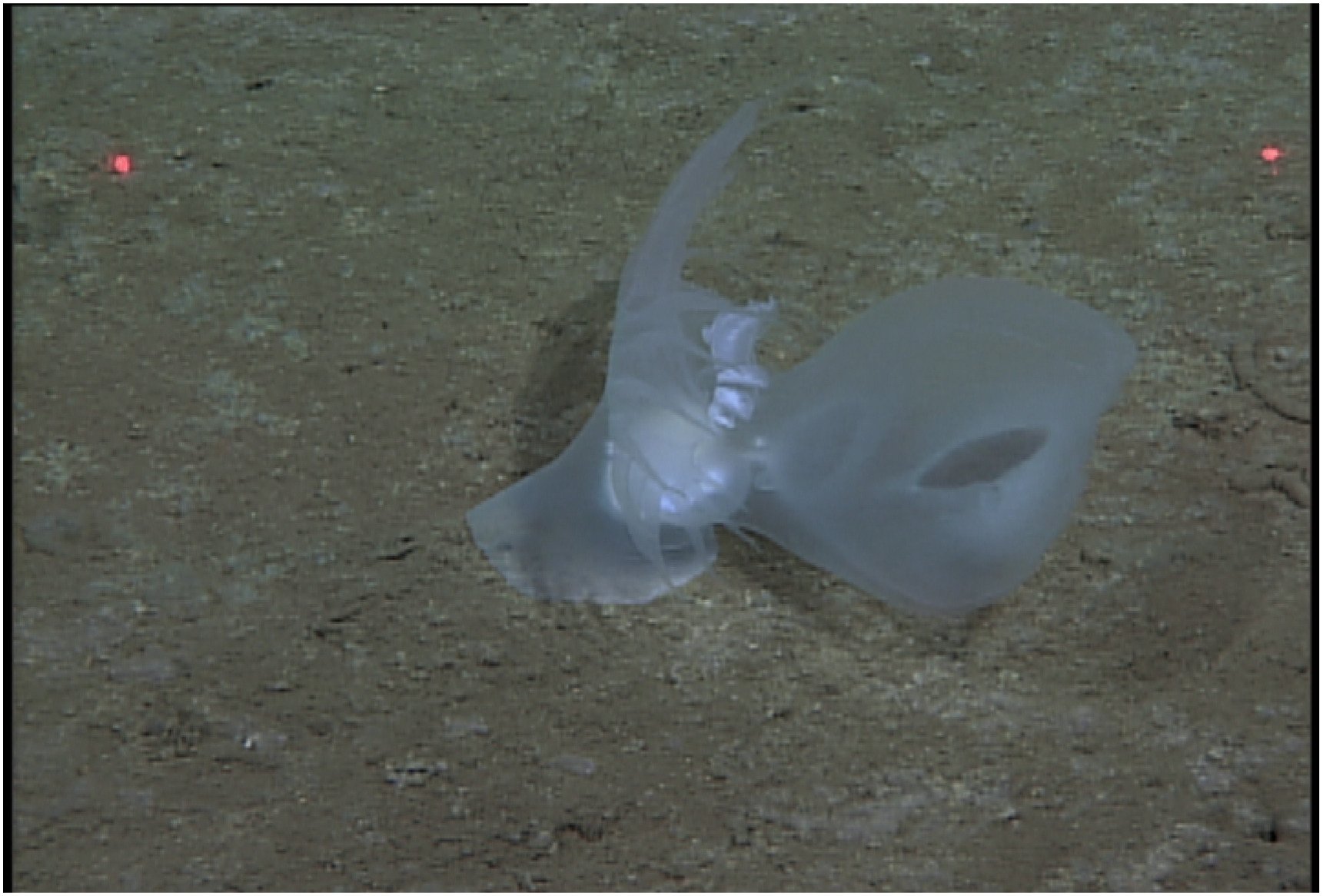 種属不明だった深海生物、史上初の海中を漂う「深海ウミウシ」だったと判明！の画像 6/6